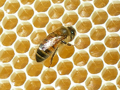 Honey Equals Money