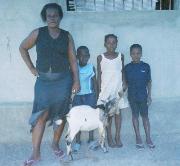 Hunger affecting Haiti goat project
