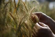 The global food crisis a threat to stability
