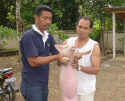 Pigs help share the Gospel