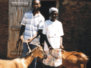 Haiti, FARMS International, Farming, livestock