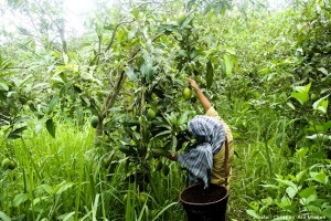 Christian Aid Mission has been ministering to the area through mangoes for many years.
