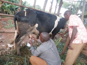 (Photo of Claver milking his cow courtesy Food For The Hungry) 