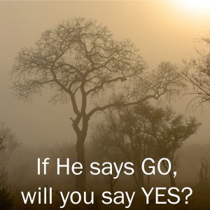 (Graphic courtesy Orphan's Heart)