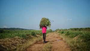 rwanda, farmer, crops, land