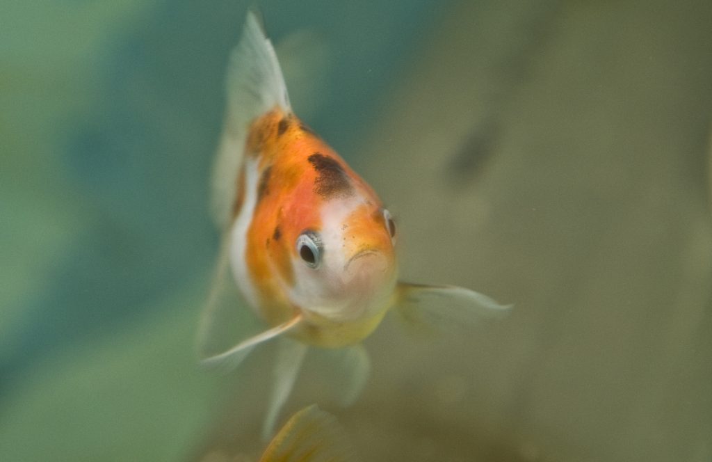 aquaponics, MENA