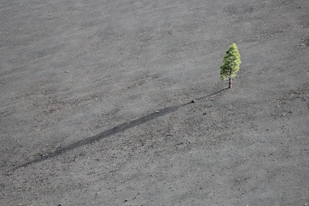 lonely, sad, hope, tree