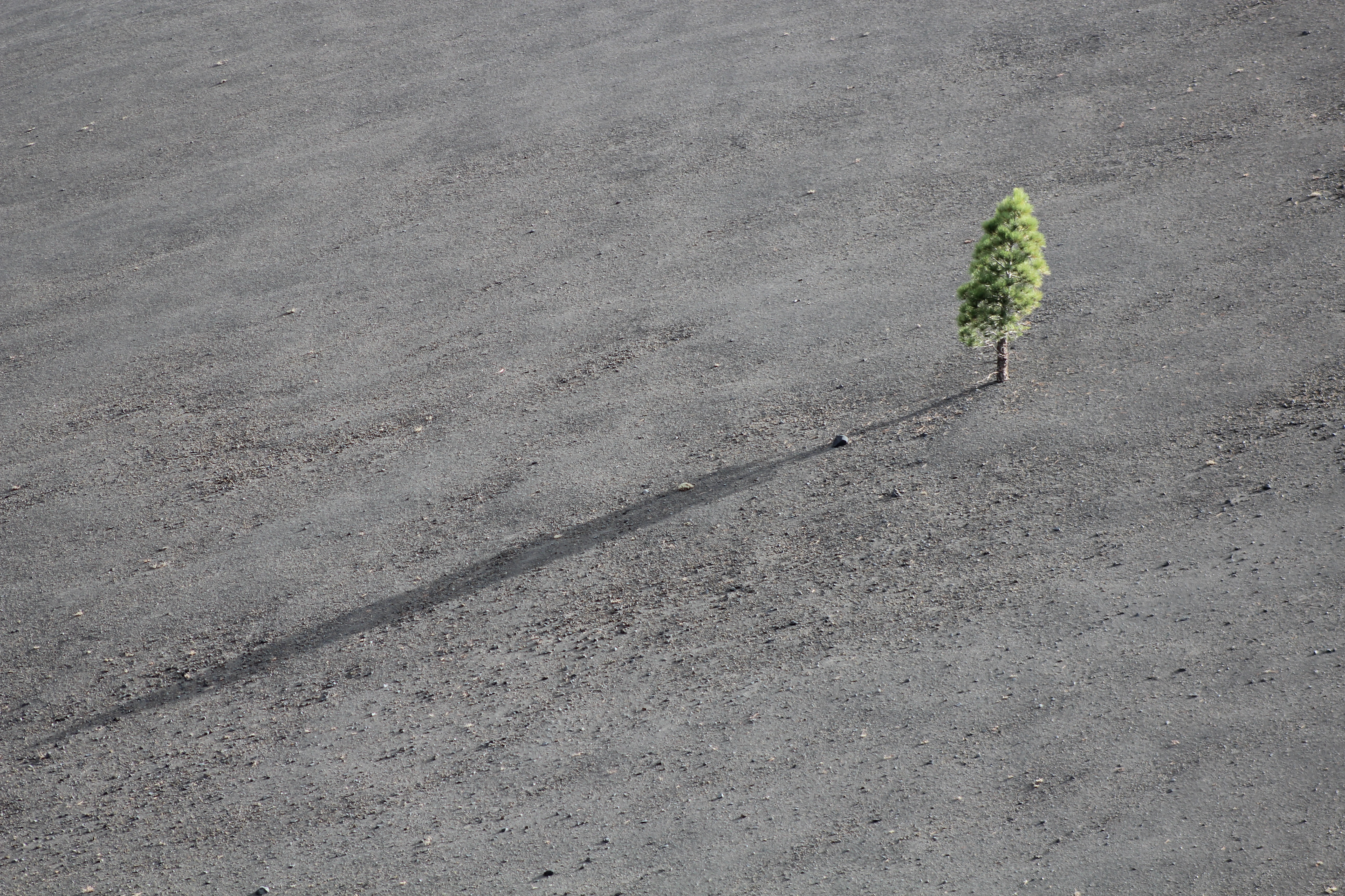 lonely, sad, hope, tree