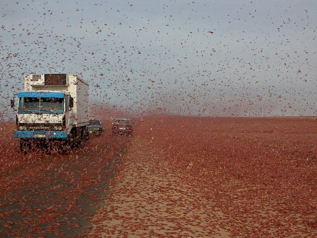 WikimediaCommons_desert locust swarm 2004 morocco