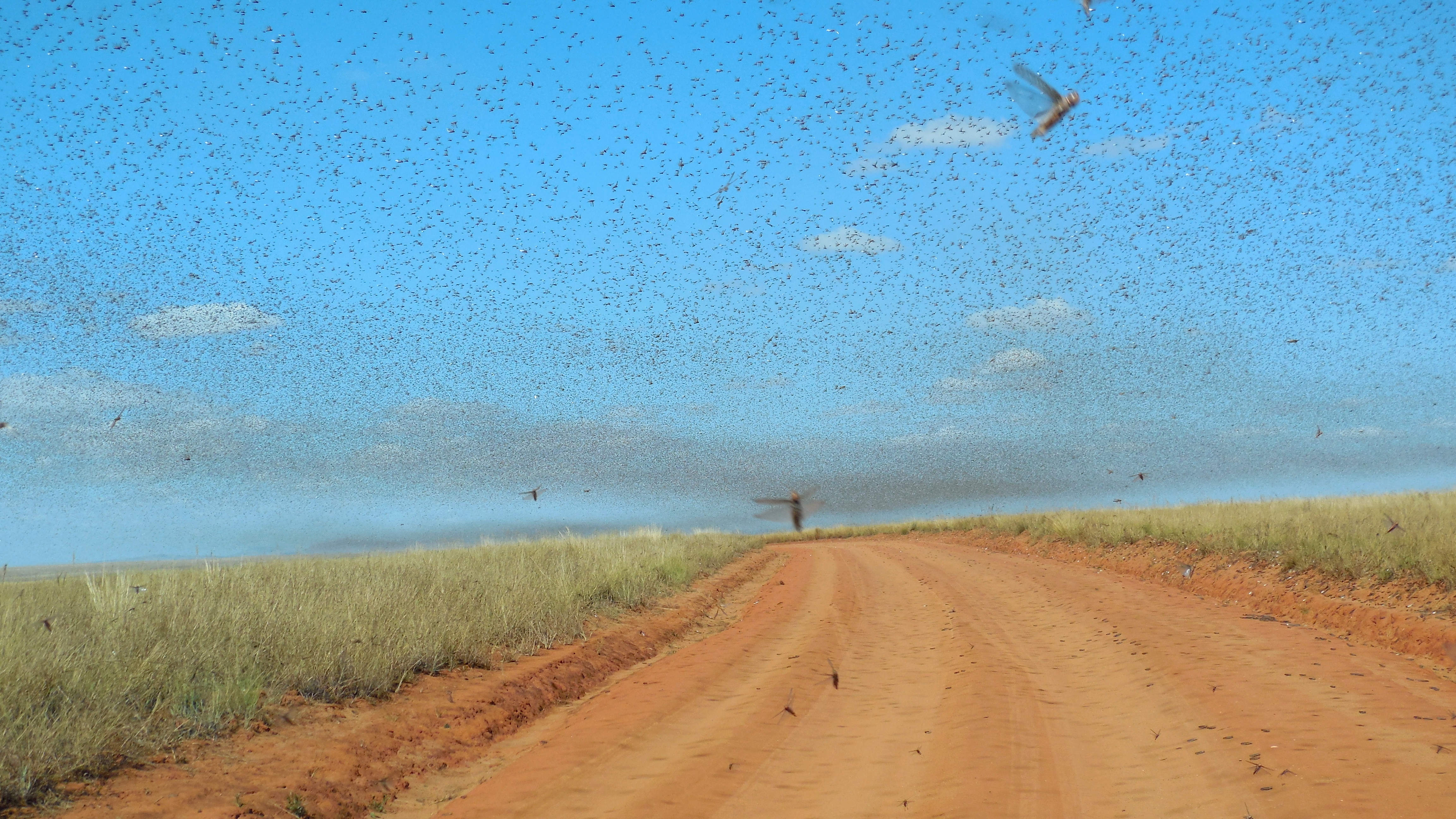 Kenya braces for returning locust swarms
