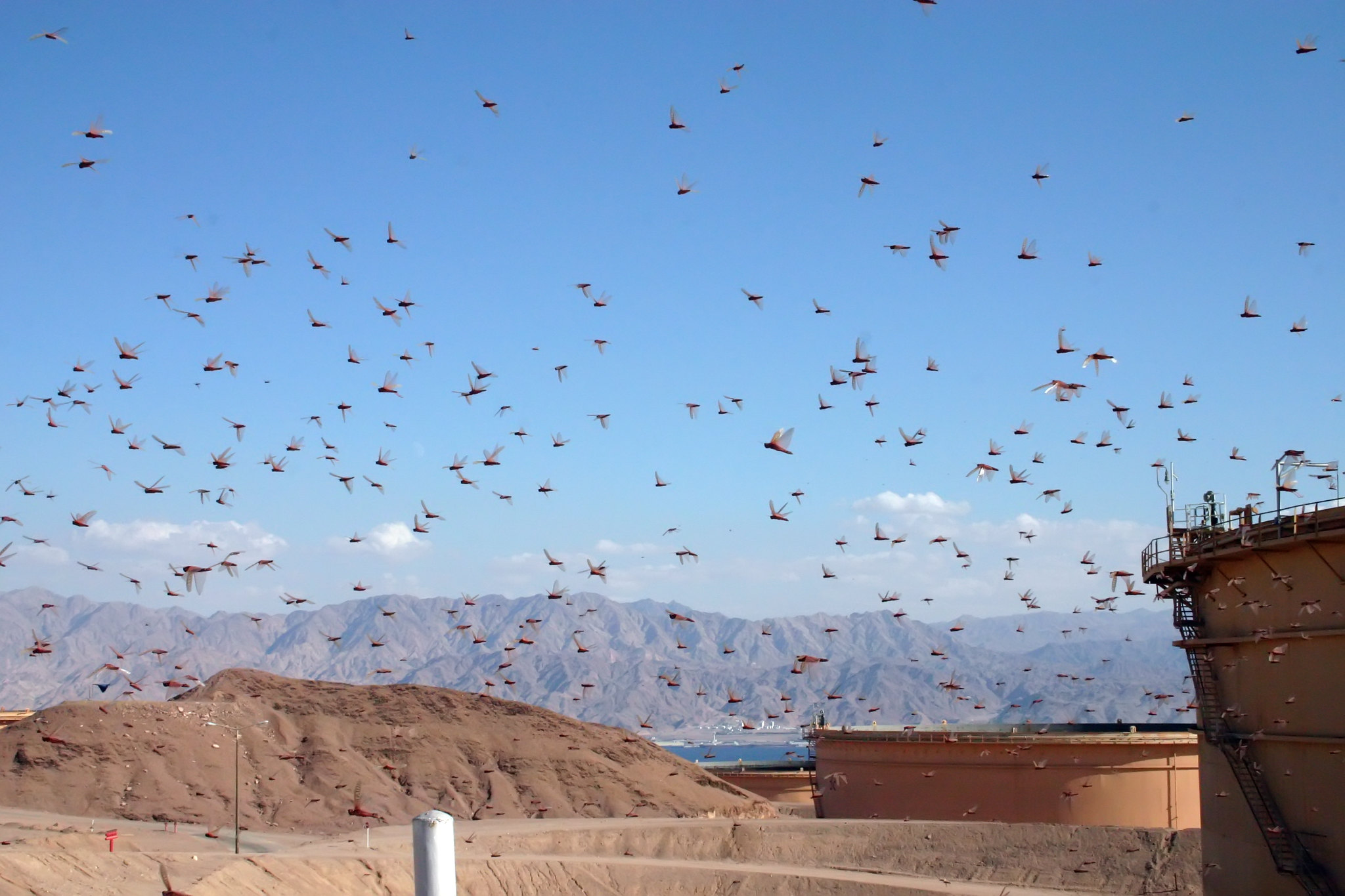 Locust threat “low to moderate” in Bekaa Valley