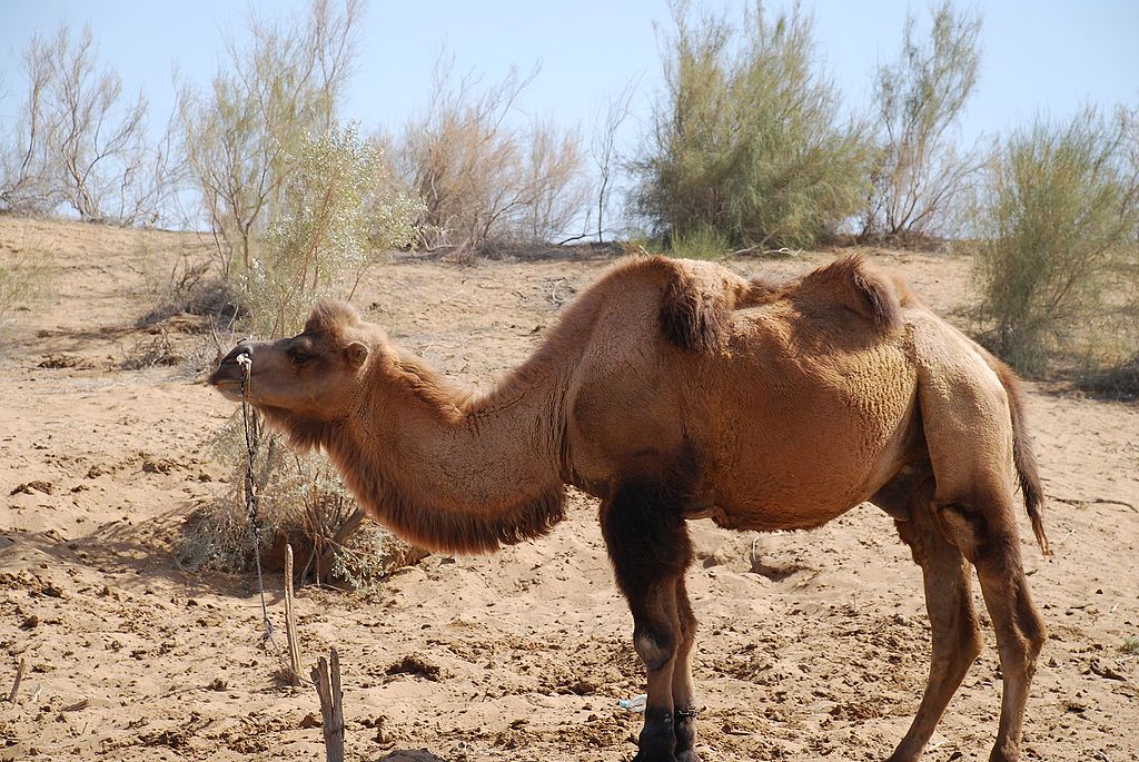 Severe drought chokes Central Asia