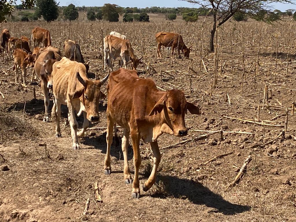 Severe drought grips Kenya