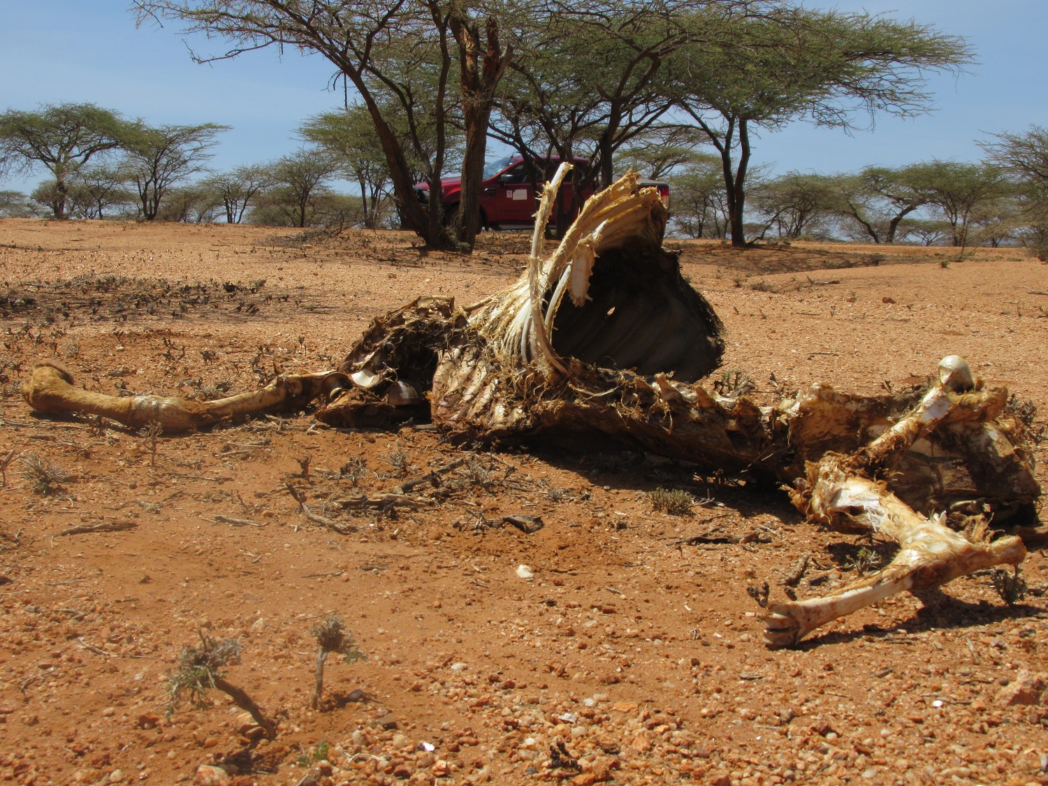 4.1 million Kenyans face starvation due to drought