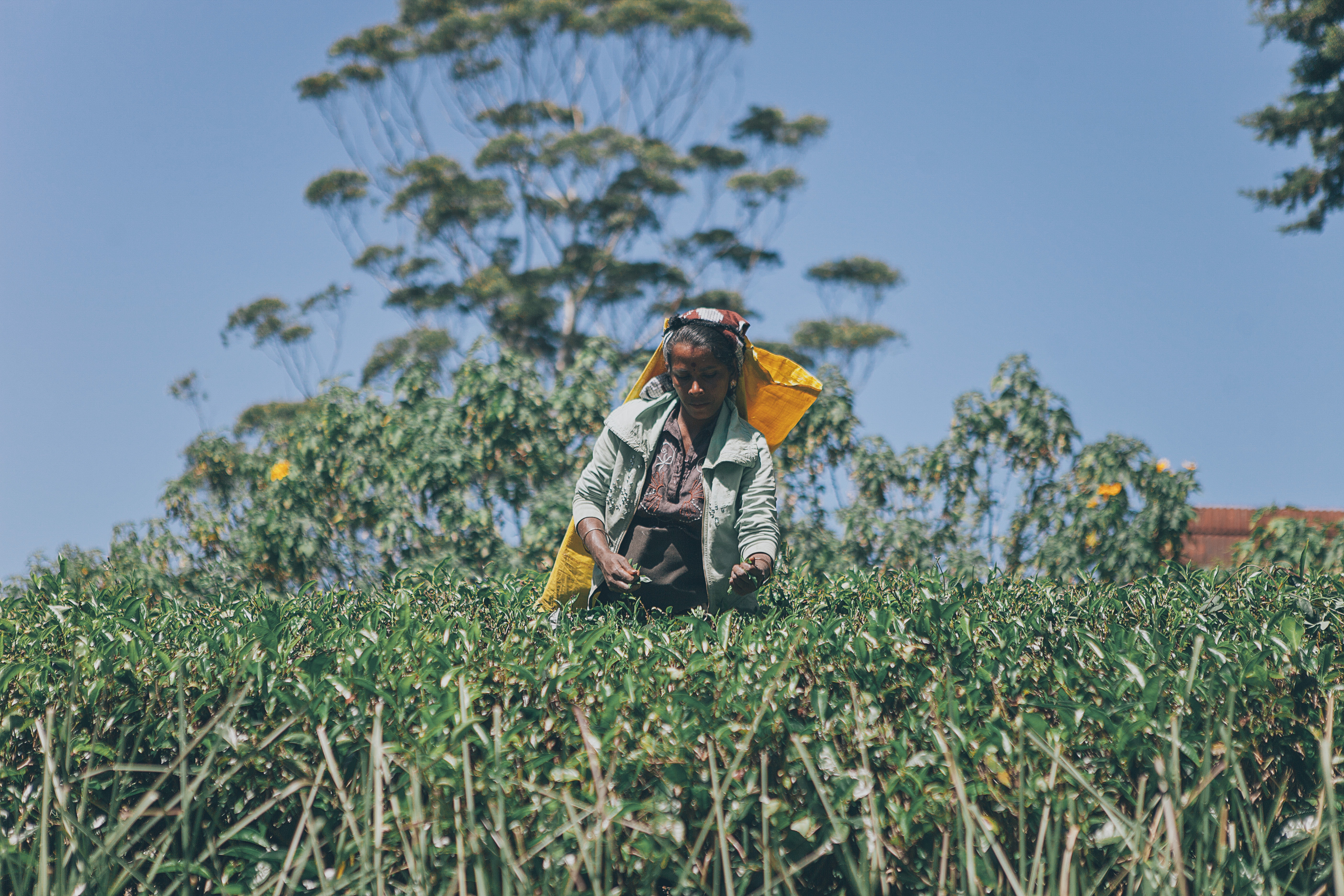 Sri Lanka shortens work week, urges food independence