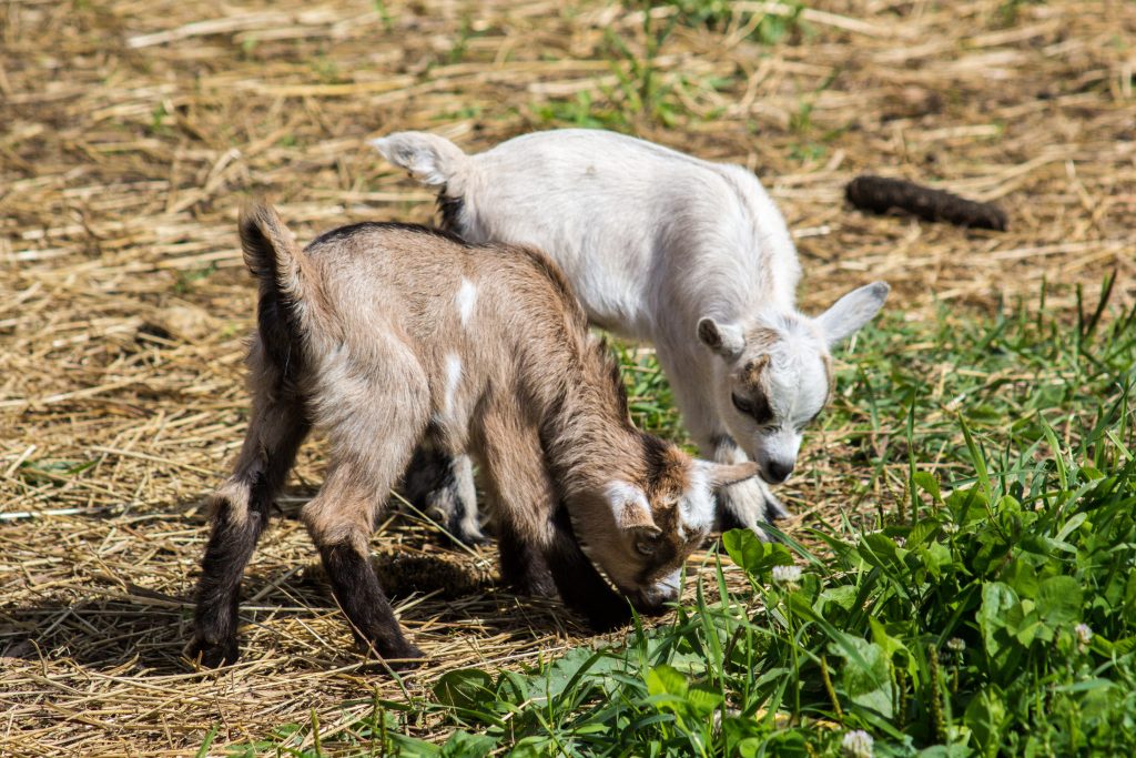 baby goats