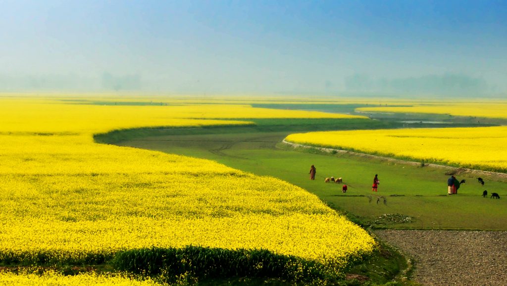 yellow grassland field in Bangladesh