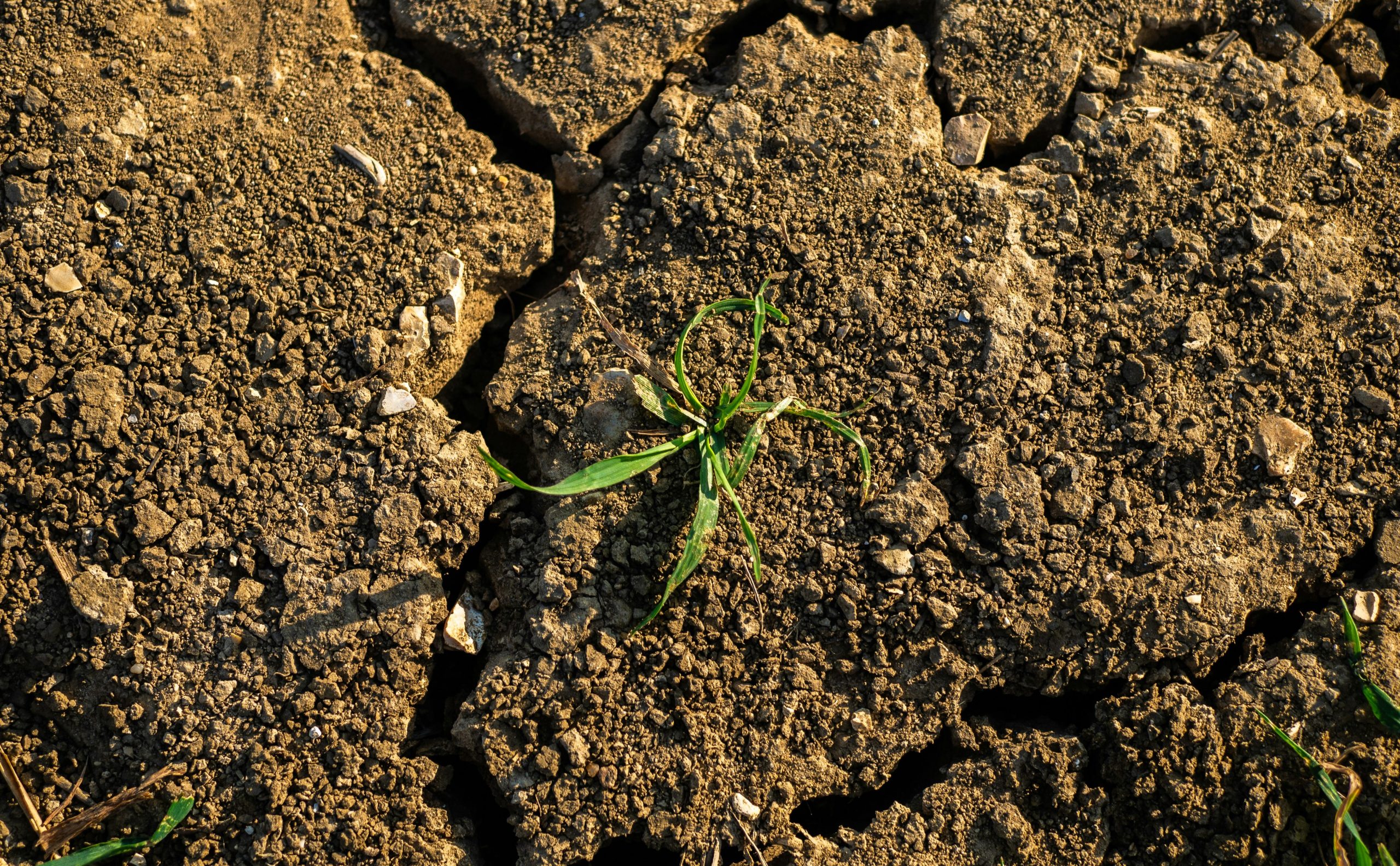Weeds, plants, and coal — survival food as famine deepens in Sudan