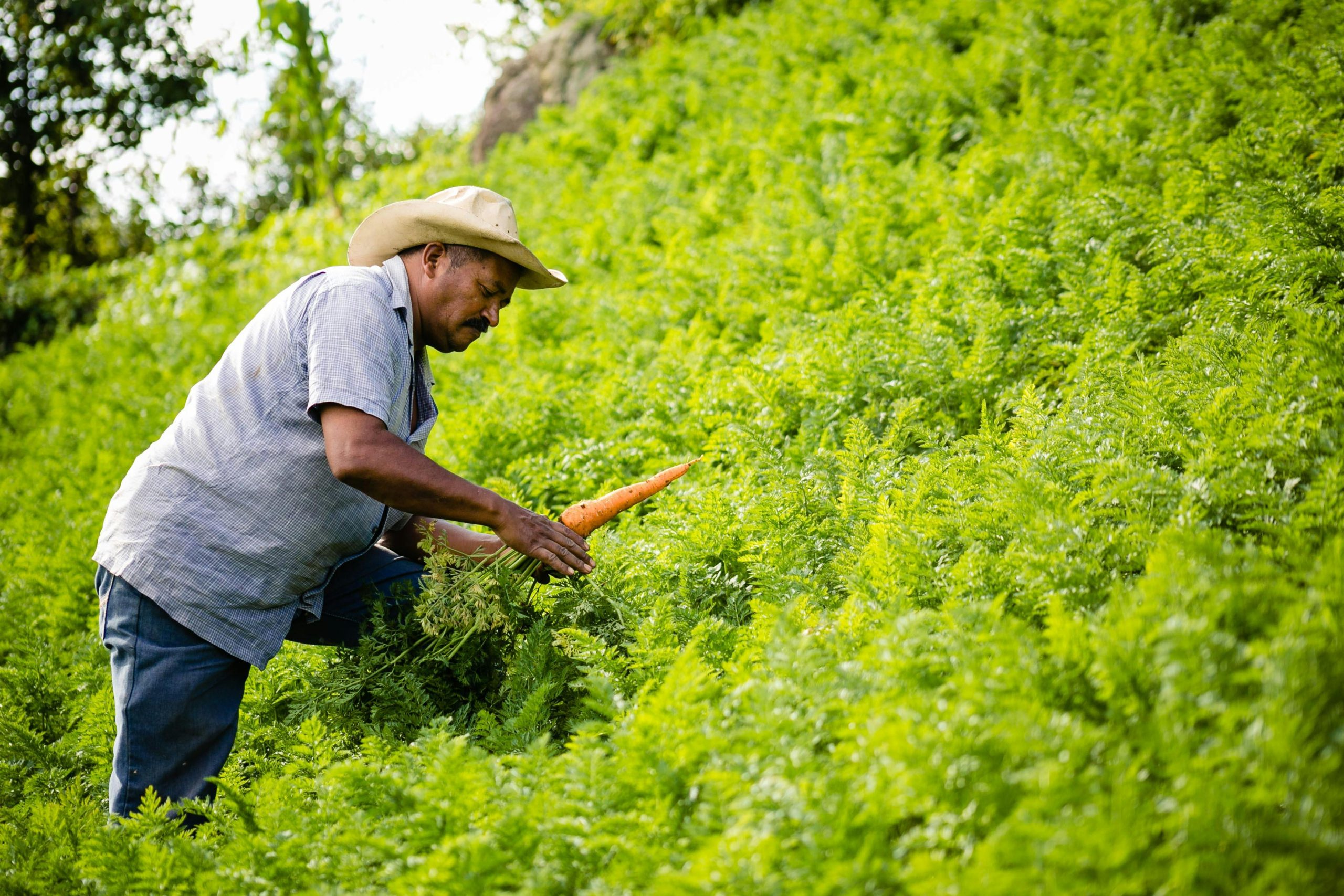 FARMS International finds new path forward for Honduras farmers